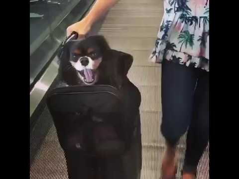 Jet-Setter Puppy Travels in Style