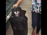 Jet-Setter Puppy Travels in Style