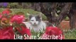Cats are just the FuEver! Funny Cats Compilation ► Best Funny Cat Videos Ever!