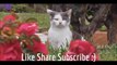 Cats are just the Funniesver! Funny Cats Compilation ► Best Funny Cat