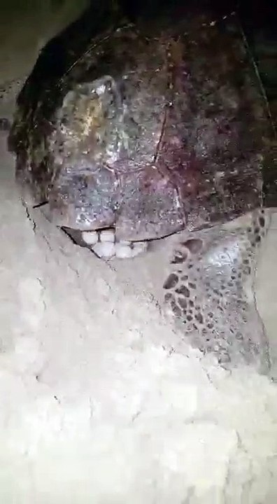 Tor San Lorenzo, tartaruga depone le uova in spiaggia