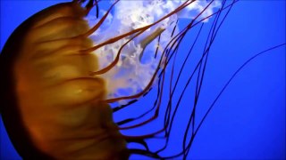 All About Jellyfish f