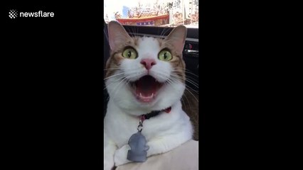 Cat yawns for over 30 seconds