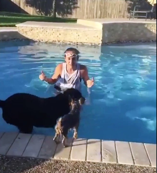 Ce Yorkshire a trouver un moyen d'entrer dans la piscine tout en restant sec