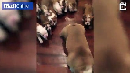 Bulldog takes a break from his nine-strong litter