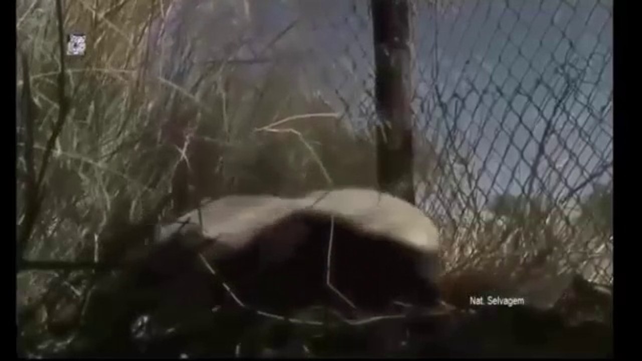 A Vida Secreta do Texugo do Mel - Documentário