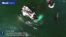 Orcas savagely attack minke whale before eating it alive _ Daily Mail Online