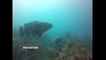 Diving with Goliath Grouper in Cuba's Gardens of the Queen