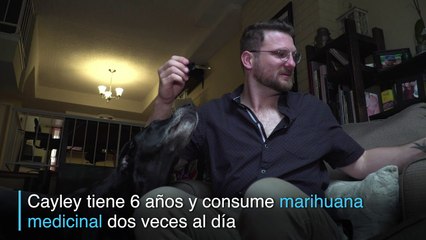 Los animales son los nuevos clientes de la marihuana medicinal