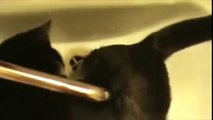 Funny Cats Enjoying Bath