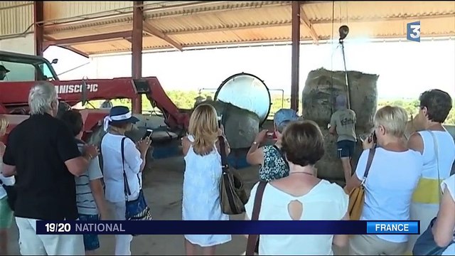 La récolte de la lavande a débuté dans les Alpes-de-Haute-Provence