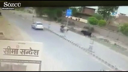 Motosikletli boğanın boynuz darbesiyle yere çakıldı