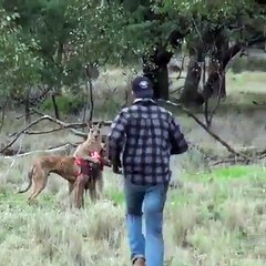 Wow ! Man fight a kagaroo to save his dog.
