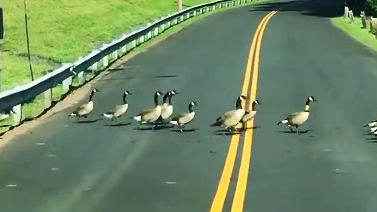 La revanche des oiseaux