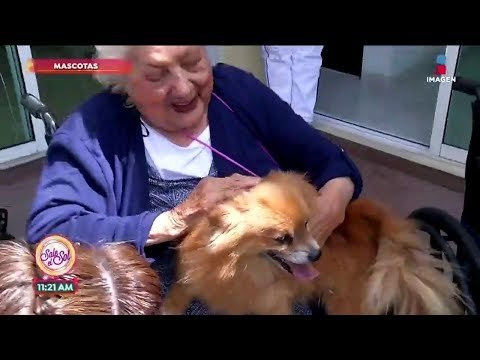 ¿Cómo ayudan las mascotas a adultos mayores? | Sale el Sol
