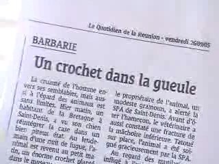 Chiens appats à la réunion