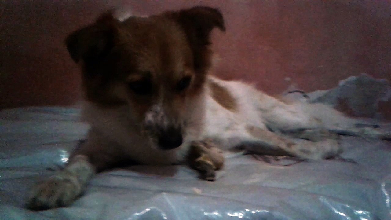 BOLINHA com uma coxinha de galinha.