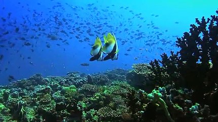 Values -  annie   # PASS IT ON #