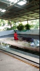Crocodile Bites Back