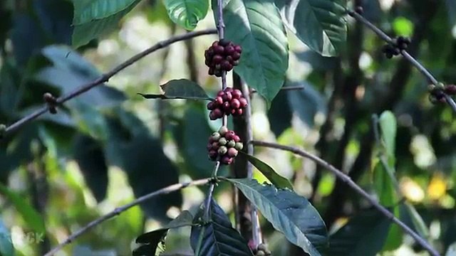 Luis Alfredo Garavito probablemente el mayor asesino seriales de niños Capitulo 2 asesinos