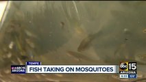 Mosquito fish helping combat mosquito-borne illnesses in Valley