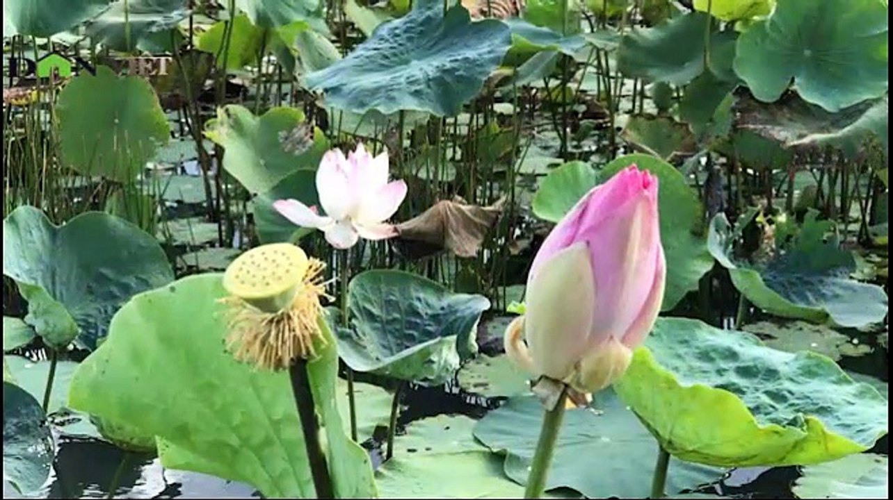 clip-sen-cong-xuan