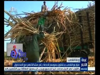 #غرفة_الأخبار | مزارعو القصب يحتفلون بموسم الحصاد رغم مشكلاتهم مع المحصول