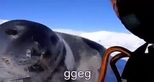 Captioned Seal (Sea Doggo)