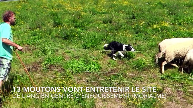 Florennes: des moutons pour entretenir le site de l'ancienne décharge