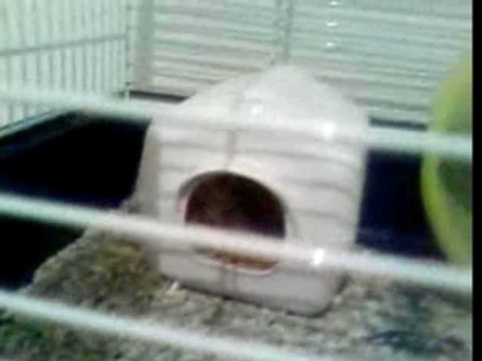 HAMSTER BREAK