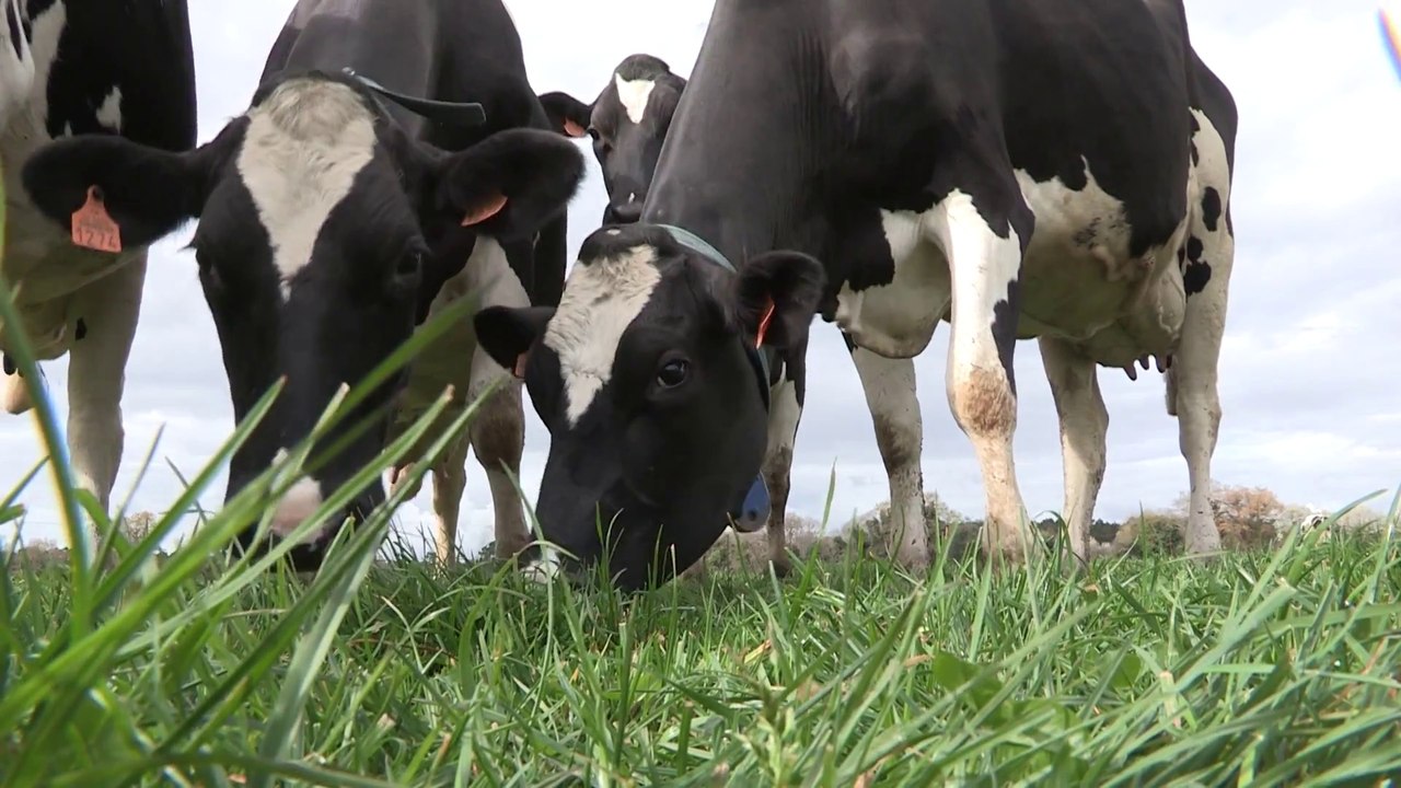 Sulniac  | Evolution des Fermes Laitières  | Vannes Télé
