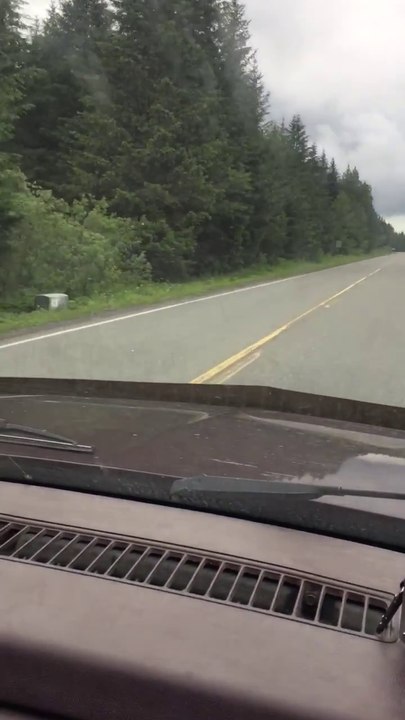 Ce gros ours n'a peur de rien et surtout pas d'une voiture