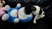 French bulldog surume Play with draemon