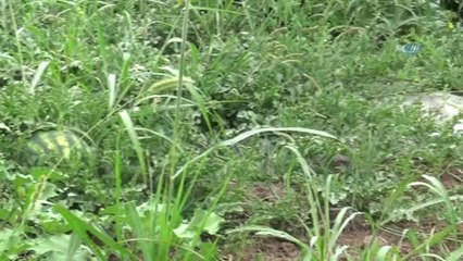 Iğdır'da Örtü Altı Karpuz Hasadı Başladı