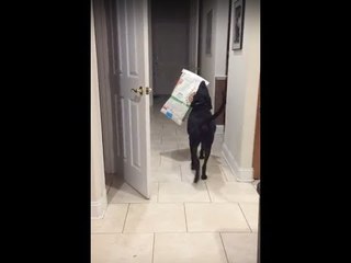 Clever Dog Steals His Snacks Back