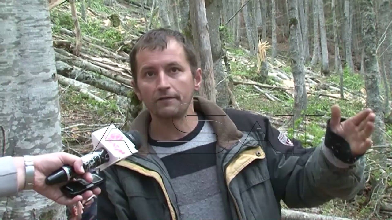 Prerje masive e druve në malin e Jablanicës