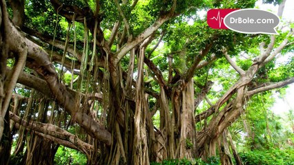 आयुर्वेद के अनुसार बरगद के 7 स्वास्थ्य लाभ