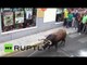 On the rampage: 3 injured as bull escapes at Spanish festival