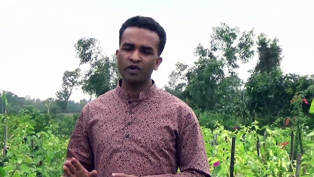 পান পাতার জটিল কয়েকটি সাস্থ্য উপকারিতা জেনে নিন। Health Benefits Of Bettel leaf.