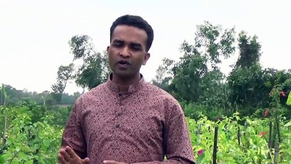 পান পাতার জটিল কয়েকটি সাস্থ্য উপকারিতা জেনে নিন। Health Benefits Of Bettel leaf.