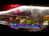 Dinas Pertanian Surabaya Membagikan Anggrek Gratis Bagi Warga Kota - NET5