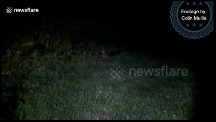 Wallaby on the loose in Cornwall, UK