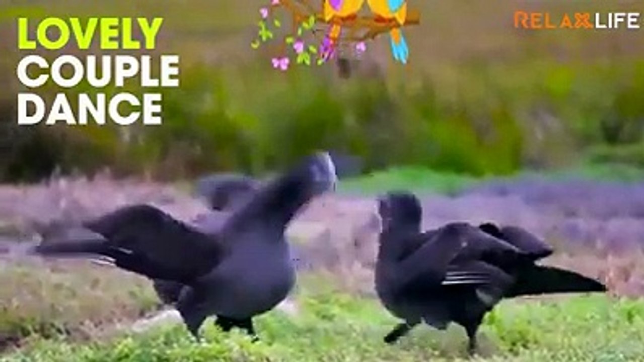 beautiful birds