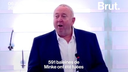 Chasse à la baleine : le coup de gueule d'un eurodéputé