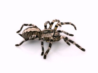 List of The World's Most Deadly Spiders
