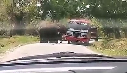 What happens when Elephant chase Bus