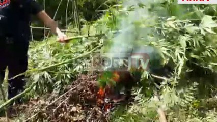 Report TV - Tre ministri dhe prokuroria do  vëzhgojnë asgjësimin e kanabisit