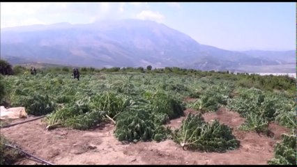 Ora News – Udhëzimi antikanabis, 4 institucione bashkë në luftën kundër drogës