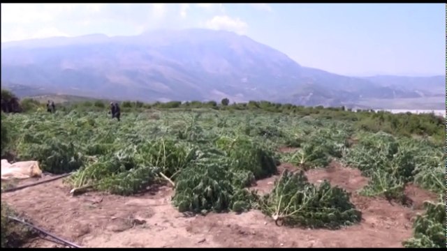 Ora News – Udhëzimi antikanabis, 4 institucione bashkë në luftën kundër drogës