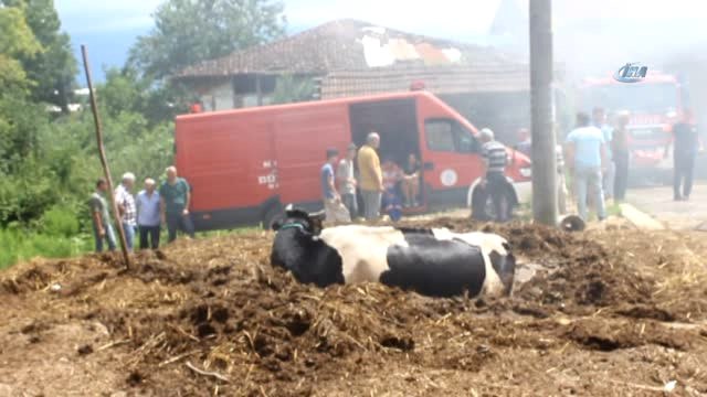 Yangından Kaçan İnek Tezek Yığınına Saklandı